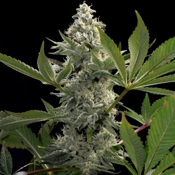 Glowstarz (Paradise Seeds) Feminiserade