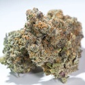 Glowstarz (Paradise Seeds) Feminiserade