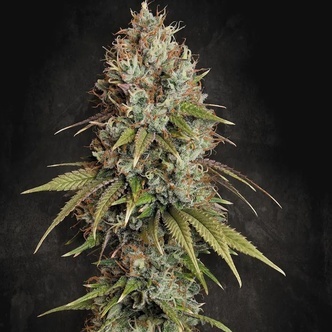 Highway 66 (Paradise Seeds) feminiserade