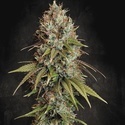 Highway 66 (Paradise Seeds) Feminiserade