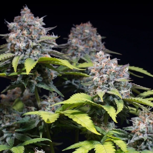 Highway 66 (Paradise Seeds) Feminiserade