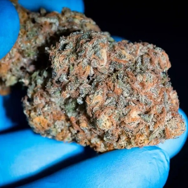 Highway 66 (Paradise Seeds) Feminiserade