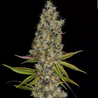 Rainbow Road (Paradise Seeds) Feminiserade