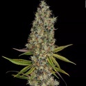 Rainbow Road (Paradise Seeds) Feminiserade