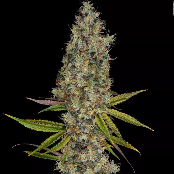 Rainbow Road (Paradise Seeds) Feminiserade