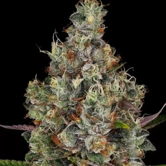 Rainbow Road (Paradise Seeds) Feminiserade