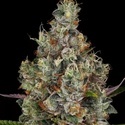 Rainbow Road (Paradise Seeds) Feminiserade