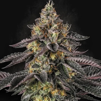 Sunset Paradise (Paradise Seeds) Feminiserade