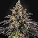 Sunset Paradise (Paradise Seeds) Feminiserade