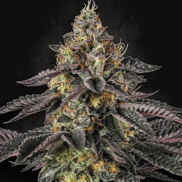 Sunset Paradise (Paradise Seeds) Feminiserade