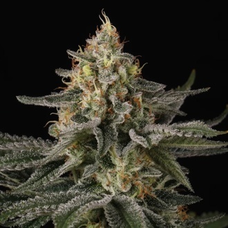 Sunset Paradise (Paradise Seeds) Feminiserade