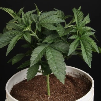 Sunset Paradise (Paradise Seeds) Feminiserade