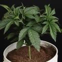 Sunset Paradise (Paradise Seeds) Feminiserade