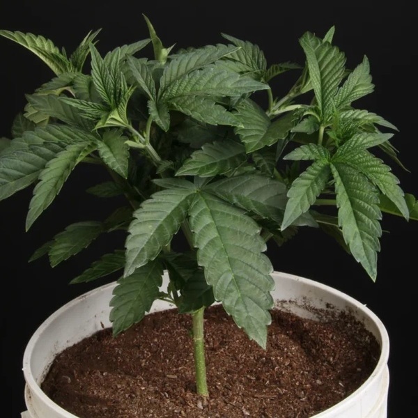 Sunset Paradise (Paradise Seeds) Feminiserade