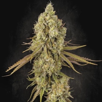 Tangerine Sorbet (Paradise Seeds) feminiserade cannabisfr&ouml;n