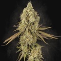 Tangerine Sorbet (Paradise Seeds) Feminiserade