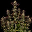 Tangerine Sorbet (Paradise Seeds) Feminiserade