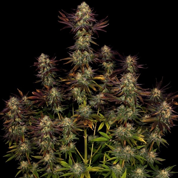 Tangerine Sorbet (Paradise Seeds) Feminiserade