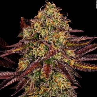 Tangerine Sorbet (Paradise Seeds) Feminiserade