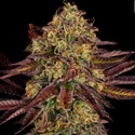 Tangerine Sorbet (Paradise Seeds) Feminiserade