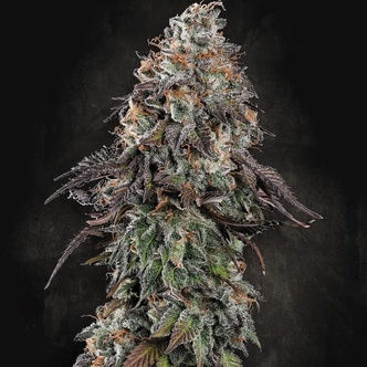 White Noise (Paradise Seeds) feminiserade cannabisfr&ouml;n