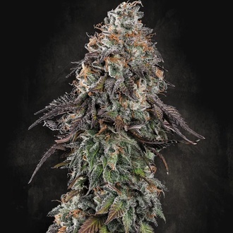White Noise (Paradise Seeds) Feminiserade
