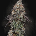White Noise (Paradise Seeds) Feminiserade