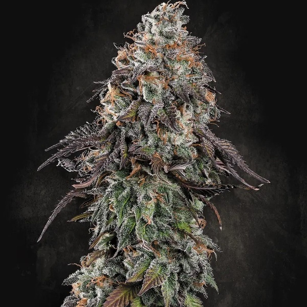 White Noise (Paradise Seeds) Feminiserade