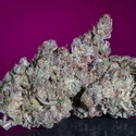 White Noise (Paradise Seeds) Feminiserade