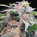 CBDream (Paradise Seeds) Feminiserade