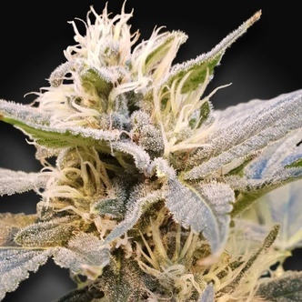 CBDelight (Paradise Seeds) feminiserade