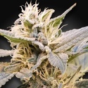 CBDelight (Paradise Seeds) Feminiserade