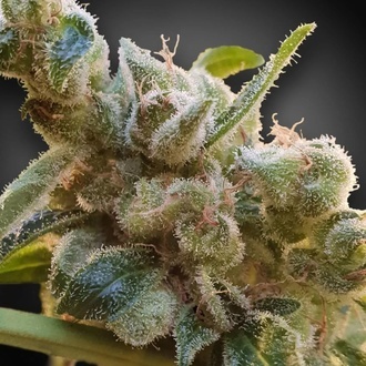 CBDrelax (Paradise Seeds) Feminiserade