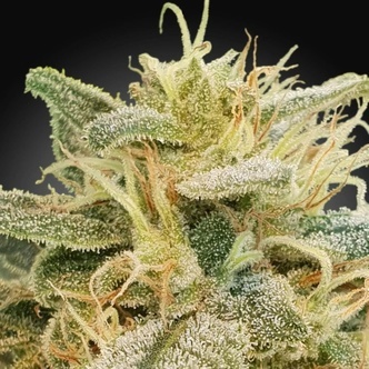 CBDrelief (Paradise Seeds) feminiserade