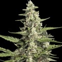 Pandora Auto (Paradise Seeds) Feminiserade