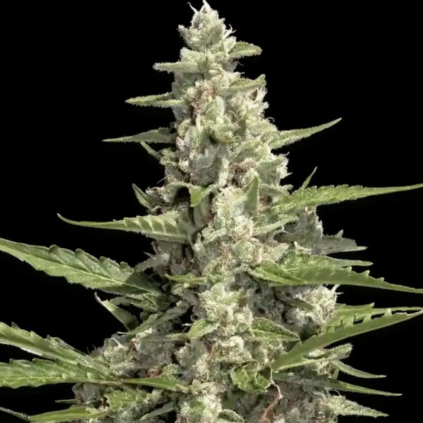 Pandora Auto (Paradise Seeds) Feminiserade