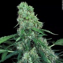 Pandora Auto (Paradise Seeds) Feminiserade