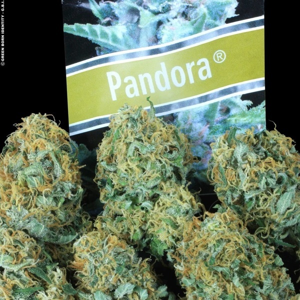 Pandora Auto (Paradise Seeds) Feminiserade