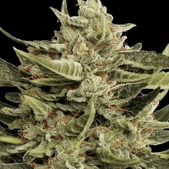 Vertigo Auto (Paradise Seeds) Feminiserade