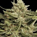 Vertigo Auto (Paradise Seeds) Feminiserade