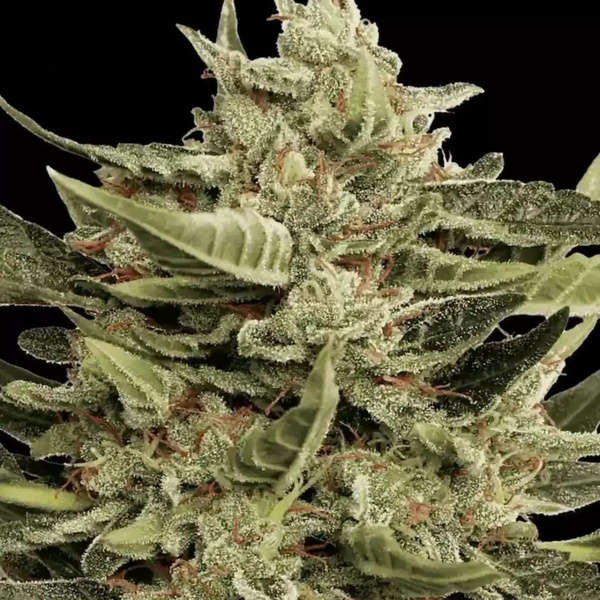 Vertigo Auto (Paradise Seeds) Feminiserade