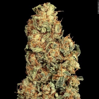 Vertigo Auto (Paradise Seeds) Feminiserade