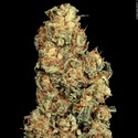 Vertigo Auto (Paradise Seeds) Feminiserade