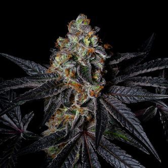 Diamond Dust (Pure Instinto) feminiserade cannabisfr&ouml;n