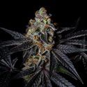 Diamond Dust (Pure Instinto) Feminiserade