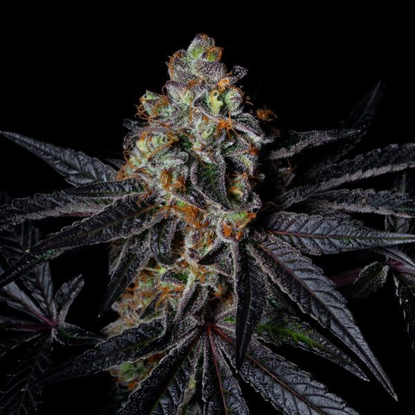 Diamond Dust (Pure Instinto) Feminiserade