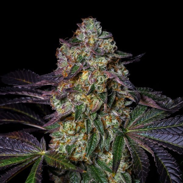 Kushmallow (Pure Instinto) Feminiserade