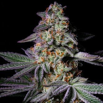Pure Glitter (Pure Instinto) feminiserade