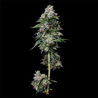 Kosher Kush (DNA Genetics) feminiserade cannabisfr&ouml;n