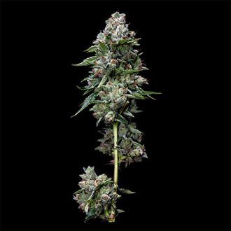 Kosher Kush (DNA Genetics) Feminiserade